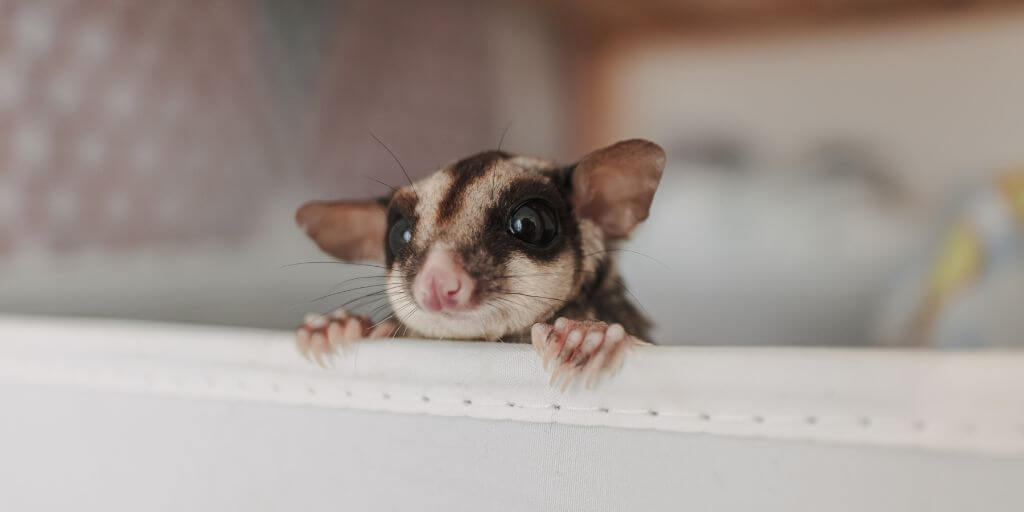 sugar glider doing potty