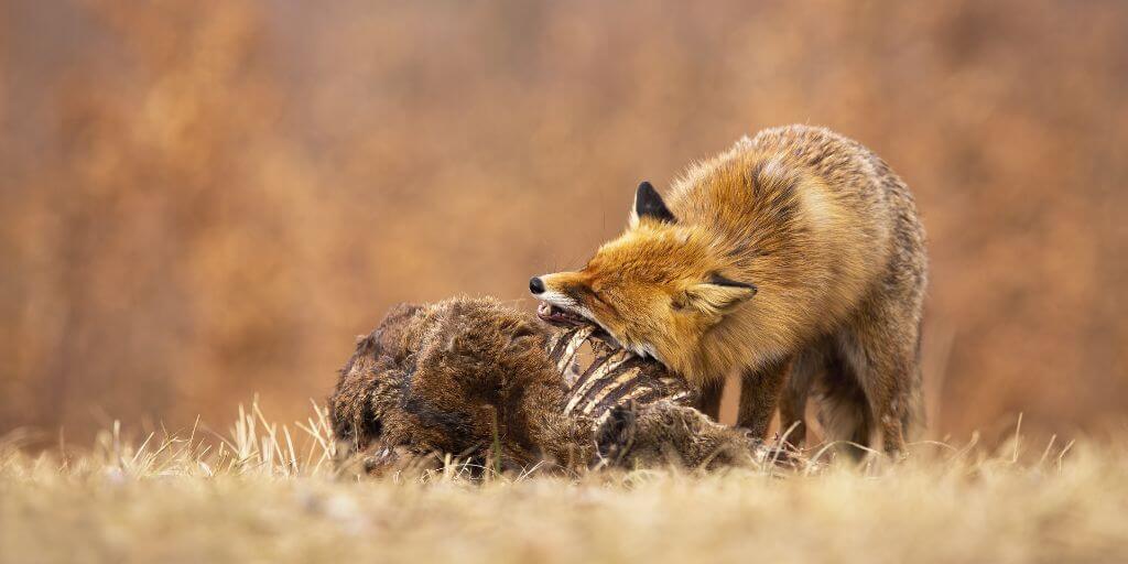 wolf eating