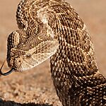 Adder