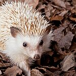 African Pygmy Hedgehog