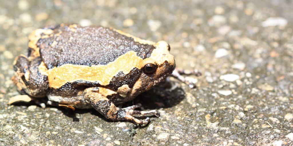 Bullfrogs