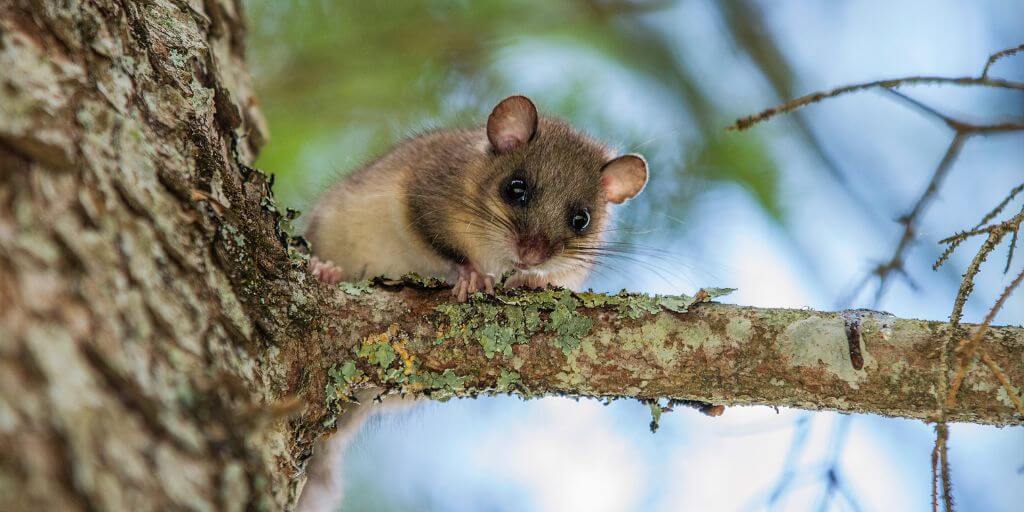 Dormouse