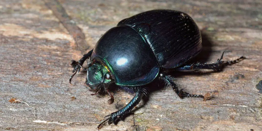 Dung Beetles