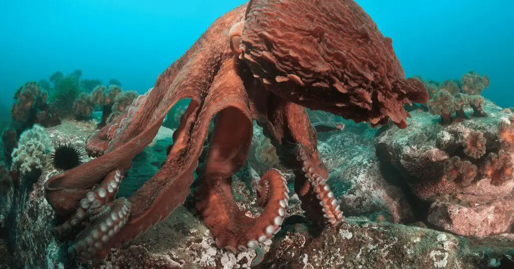 Giant Octopus