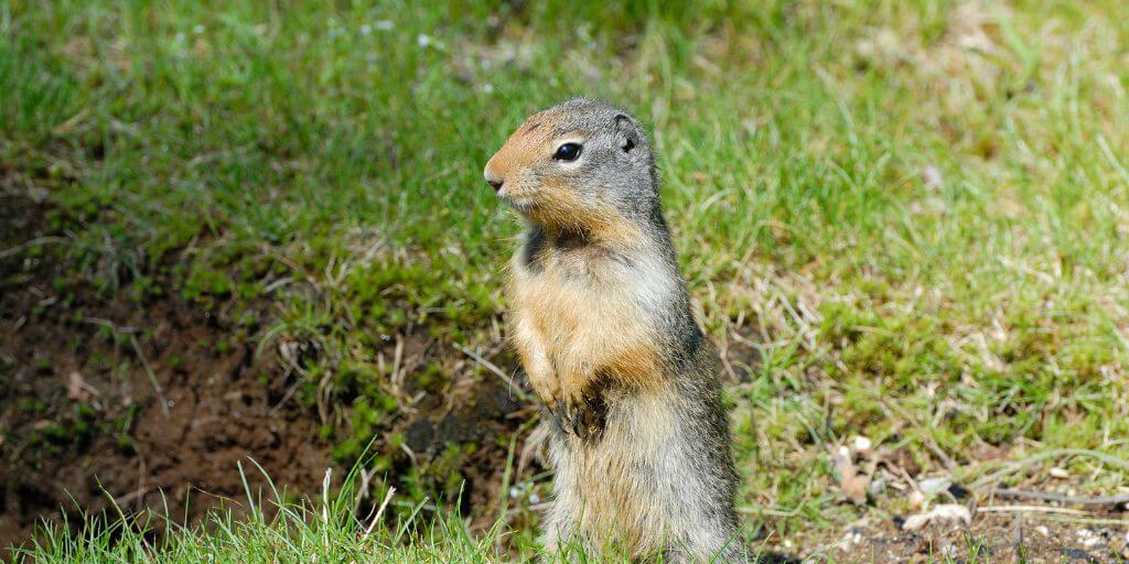 Gopher