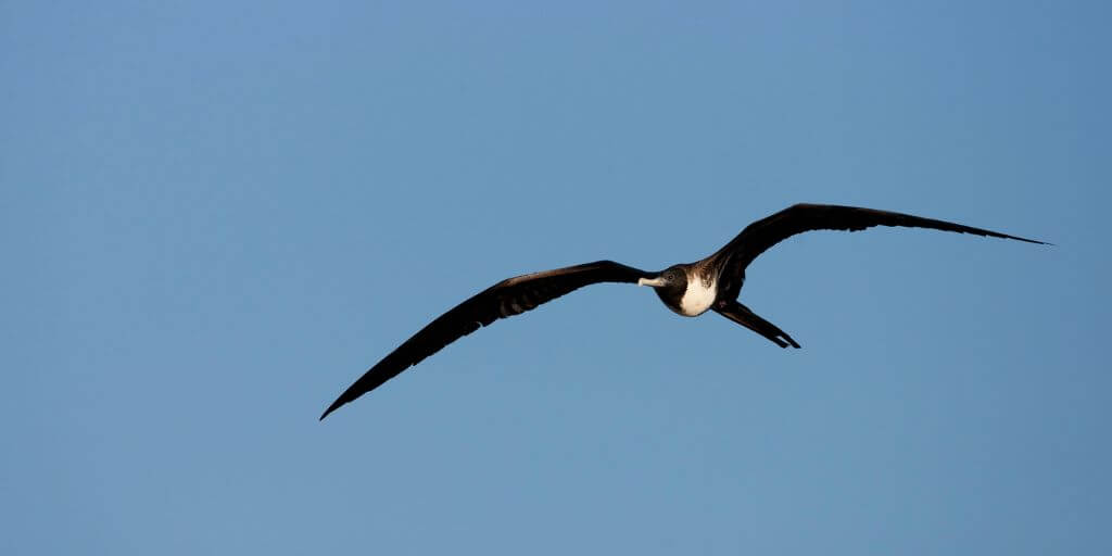 Great Frigatebirds