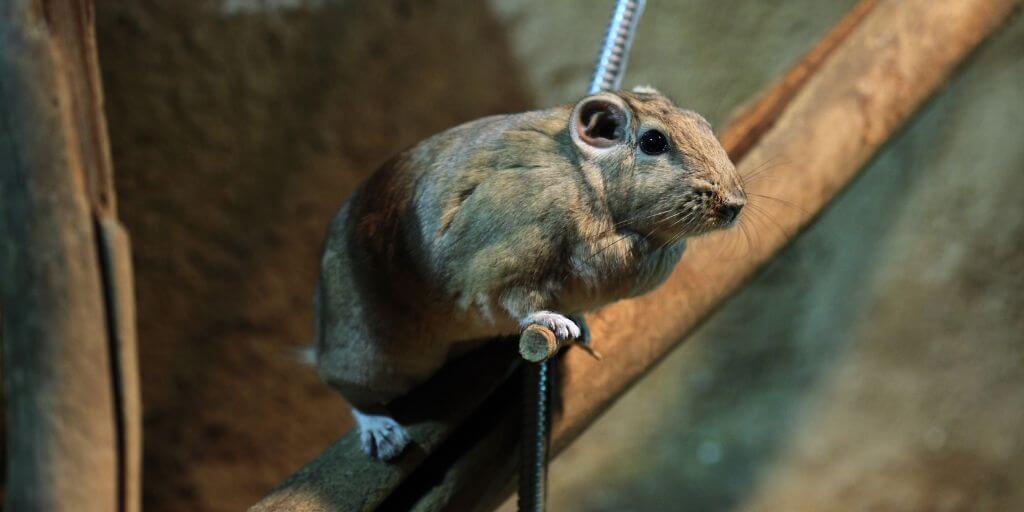 Gundi