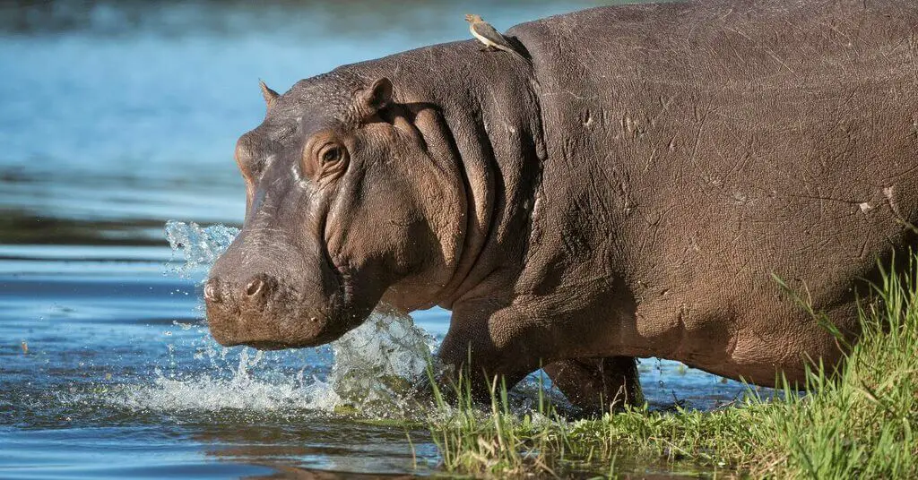 Hippopotamus