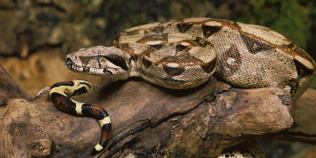 Hispaniola Boa
