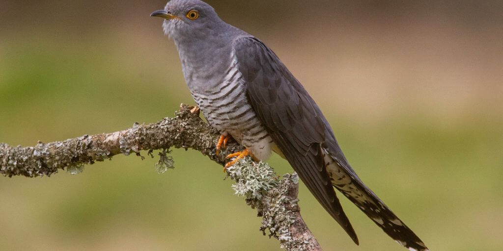 Hispaniolan Cuckoo