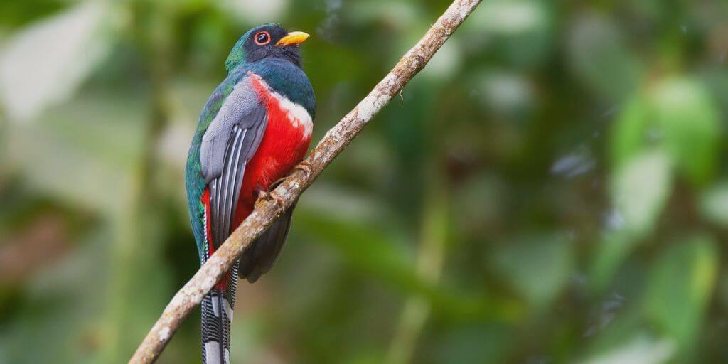 Hispaniolan Trogon