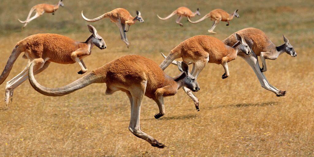Locomotion of kangaroo