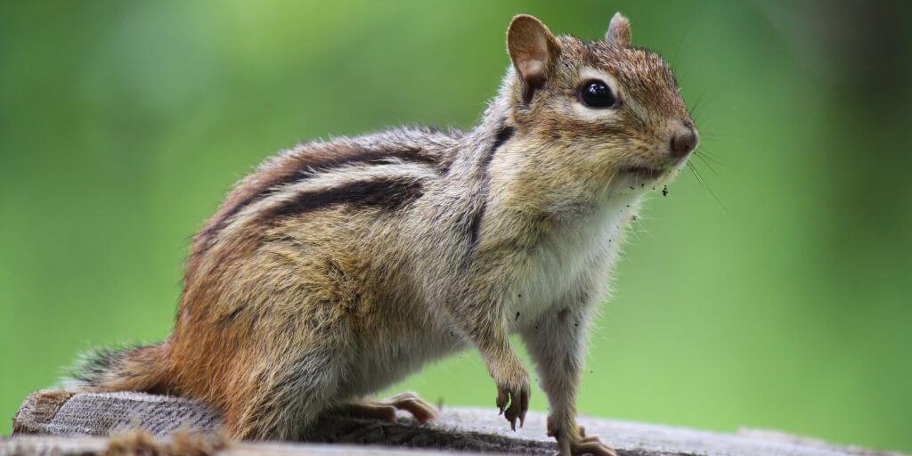 Palmer’s Chipmunk
