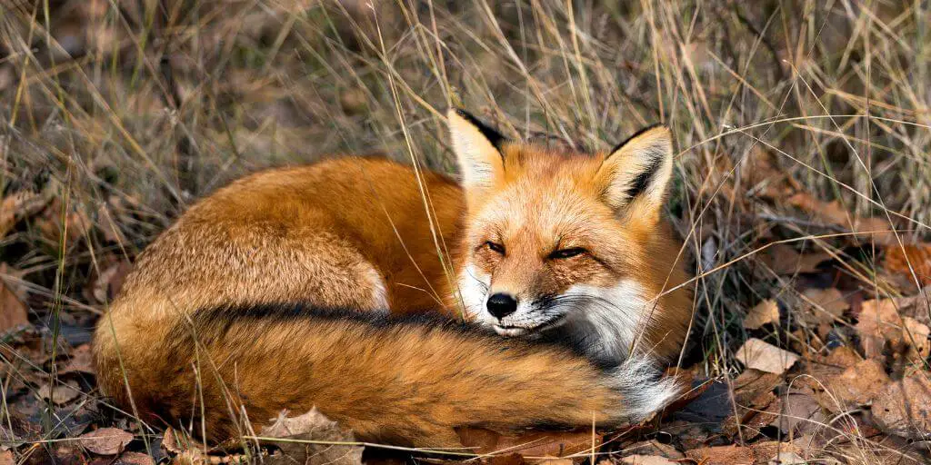 Ruppell’s Fox