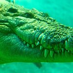 Saltwater Crocodile