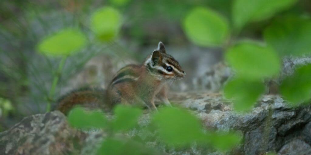 Sonoma Chipmunk