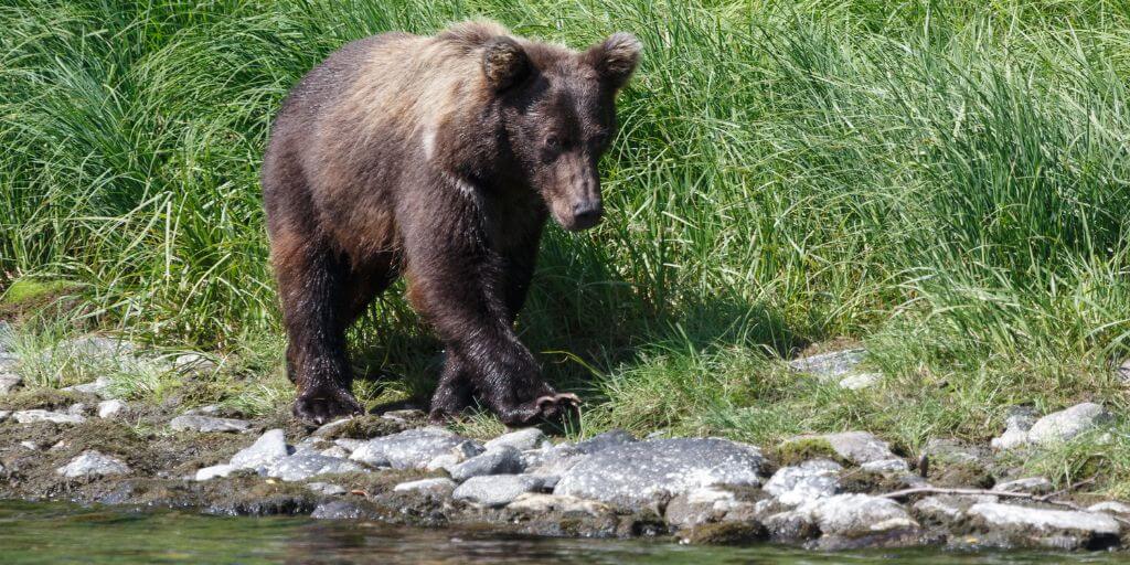 Kamchatka Brown Bear