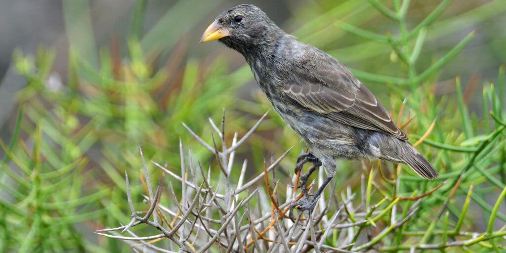 Vampire Ground Finch