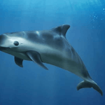 What is the Rarest Animal in the World? Top 15 Species Vaquita