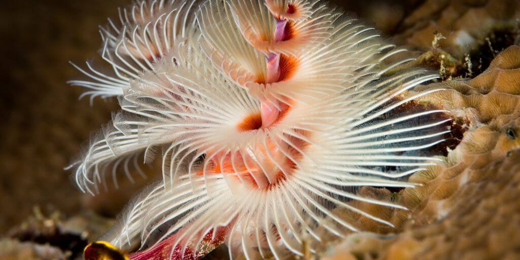 Volcanic Giant Tube Worms