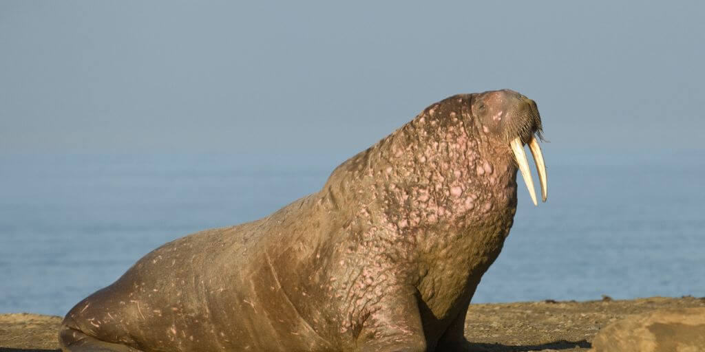 Walrus