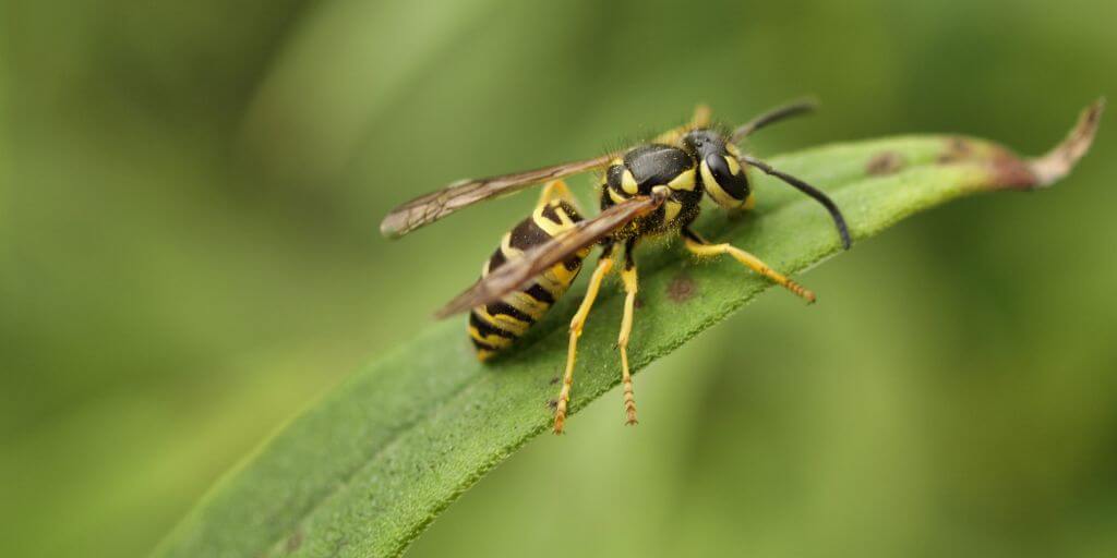 Yellow Jacket Wasps