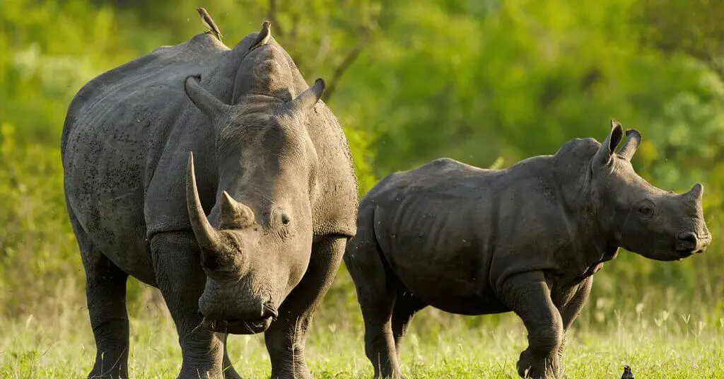 black Rhinos