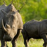 black Rhinos