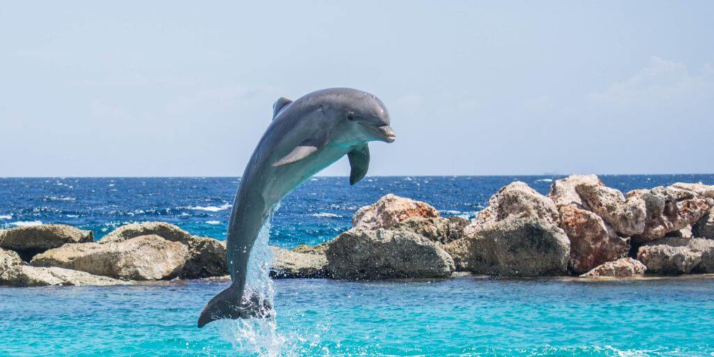 dolphins