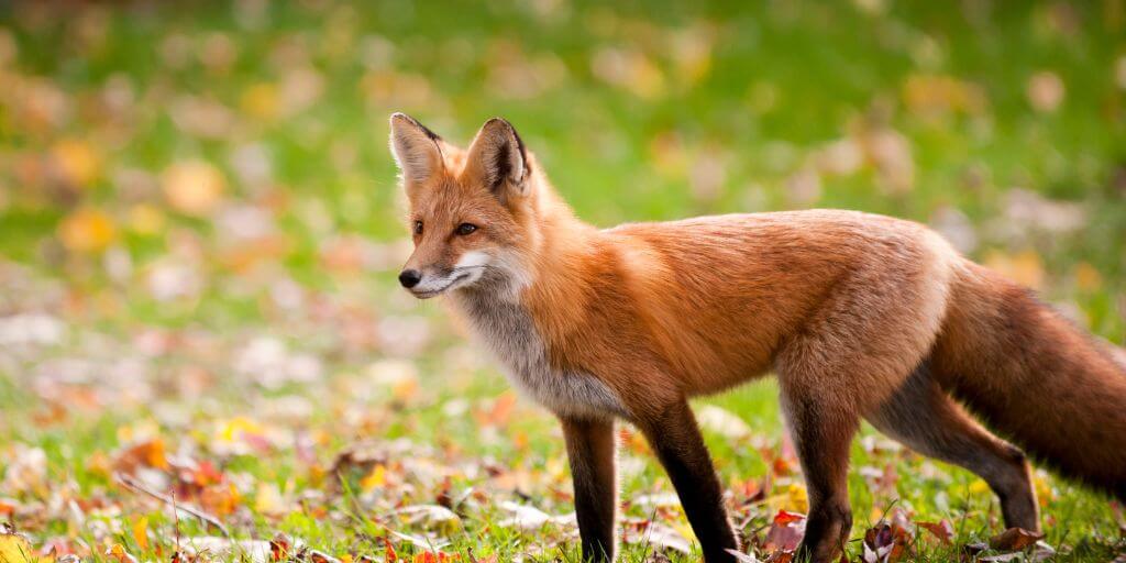 fox