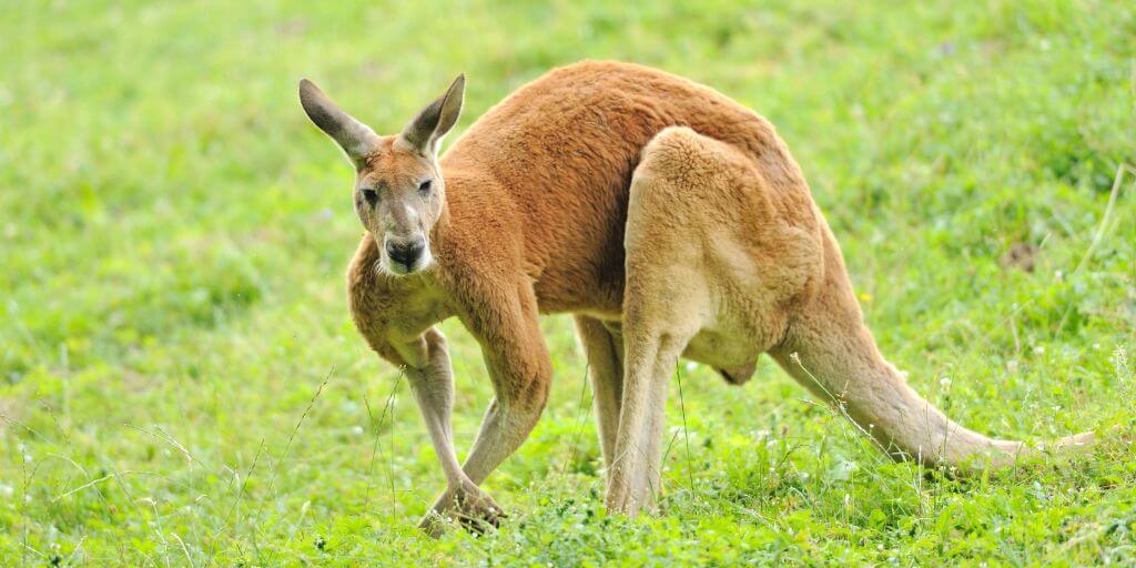 kangaroo