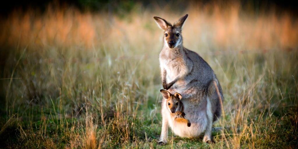 kangaroo pouch