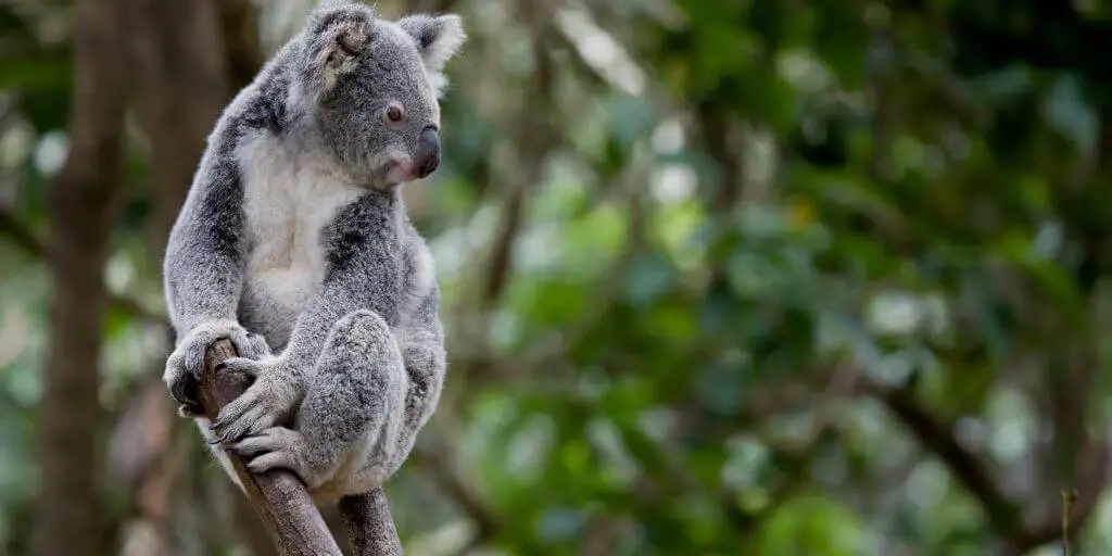 How To Avoid Being Bitten By A Koala