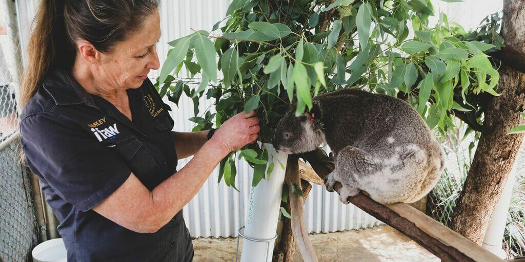 petting koala