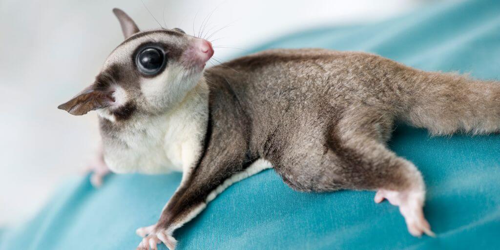 sugar glider making weird noise