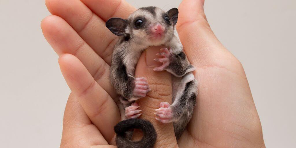 sugar glider smell