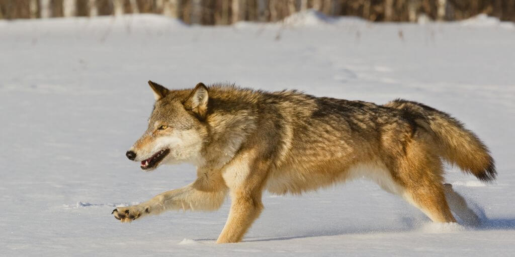 Grey Wolf