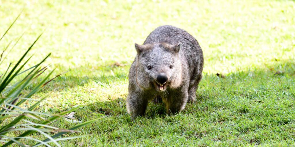 wombat attack