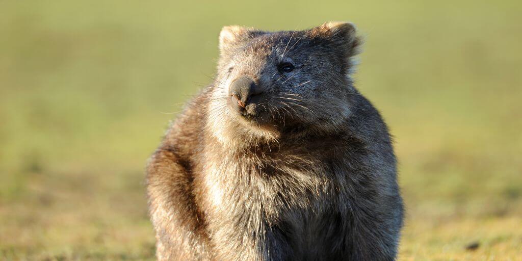 wombat attack