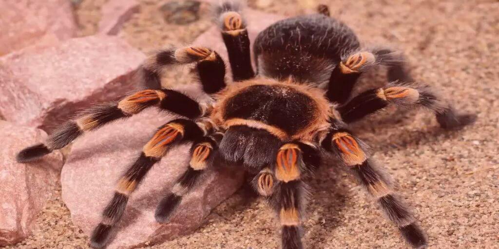 New zealand unsafe fauna