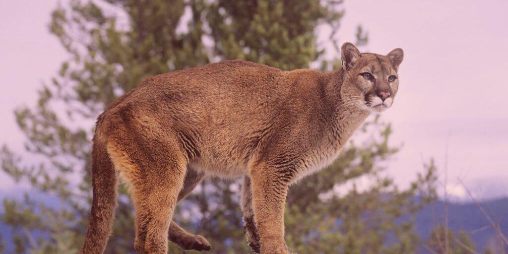 Yosemite threatening animals
