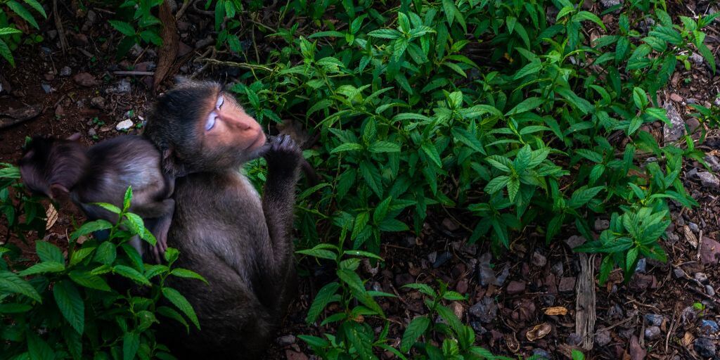 Animals That Live In Oases
