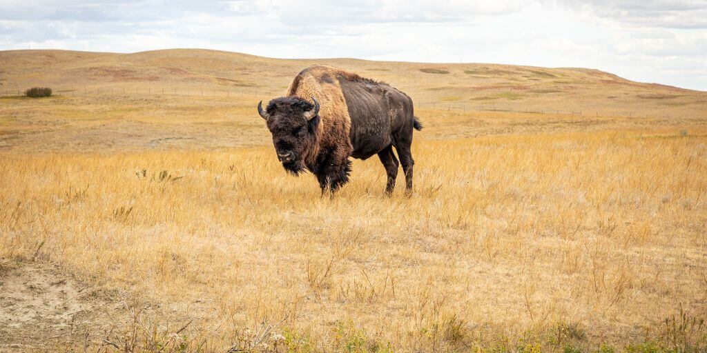 Animals That Live In Grasslands