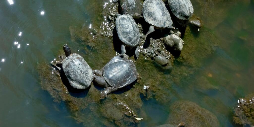 Animals That Live In Marshes