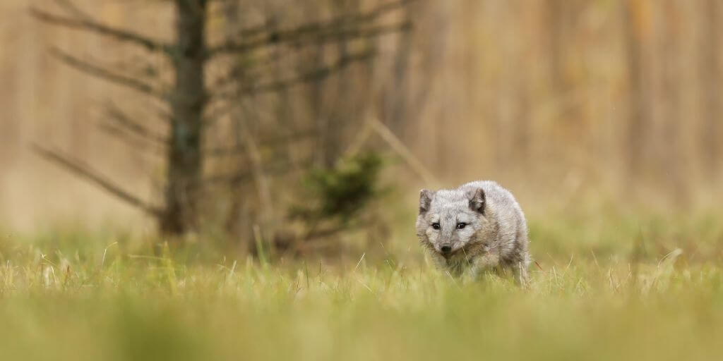 Animals That Live In Grasslands