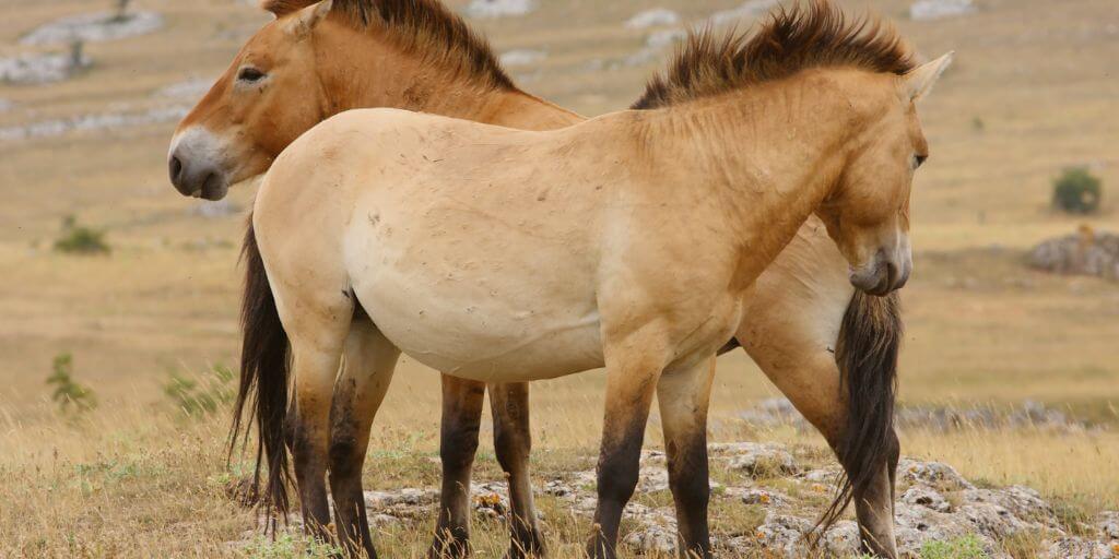 Przewalski’s horse