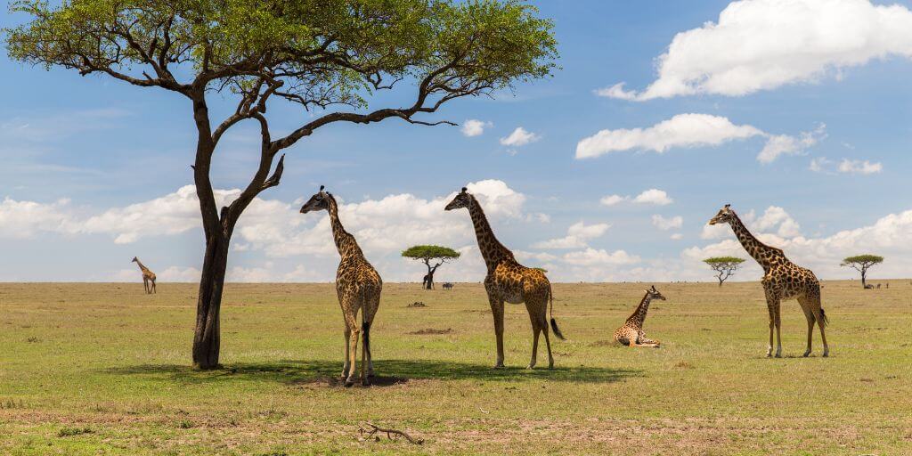 Terrain Types Around The World And Animals That Live There